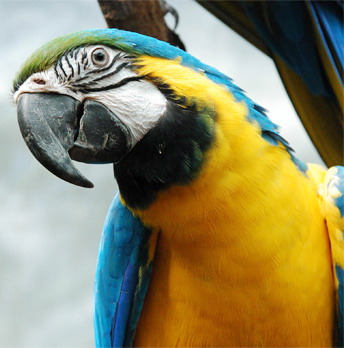 Попугай Ара