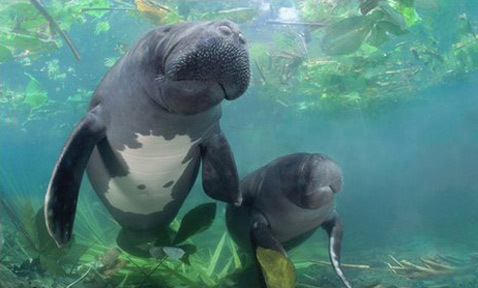 крупнейшее животное Южной Америки – ламантин.