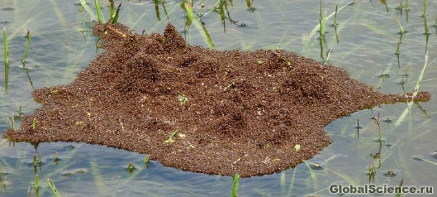 Огненные муравьи