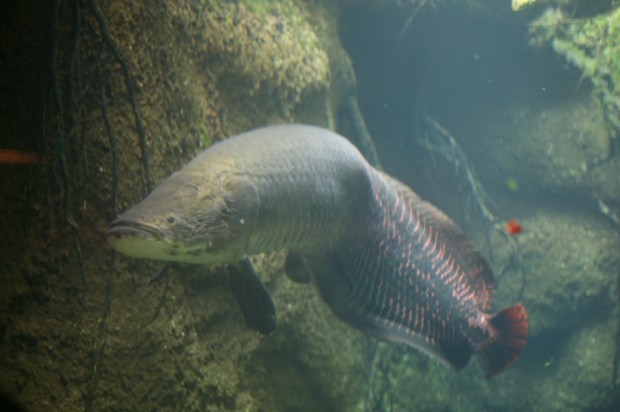 Самая крупная пресноводная рыба в мире - Арапайма или Pirarucu (Arapaima gigas)