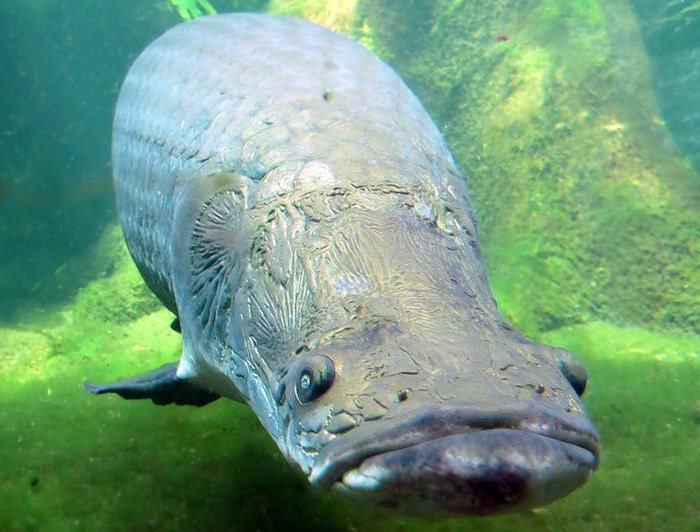 Самая крупная пресноводная рыба в мире - Арапайма или Pirarucu (Arapaima gigas)