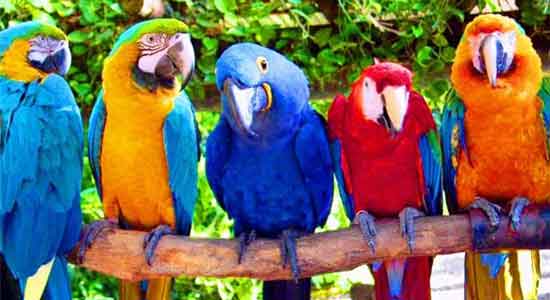 Попугаи Ара