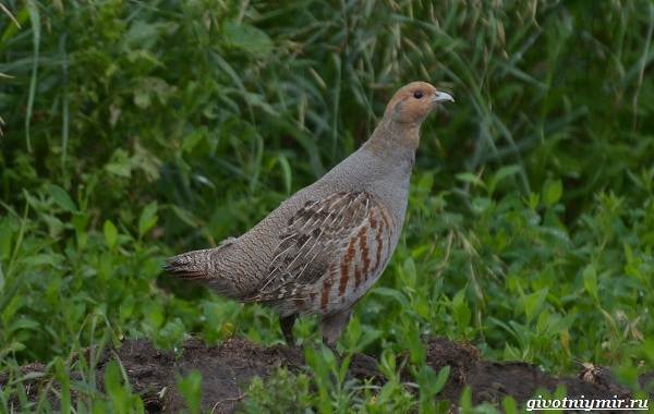 Охота-на-куропатку-и-её-особенности-3