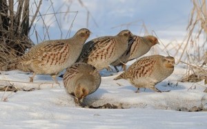 Много куропаток