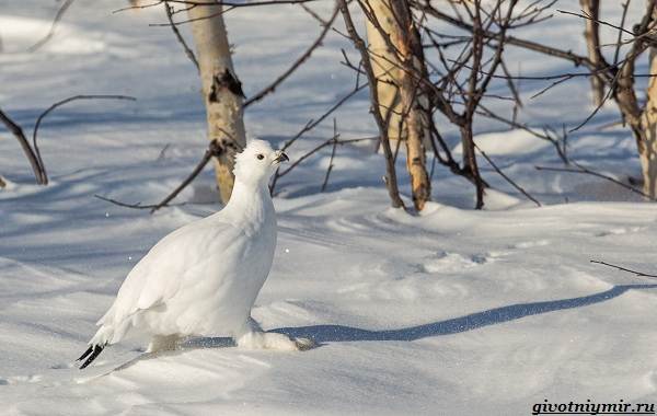 Охота-на-куропатку-и-её-особенности-5