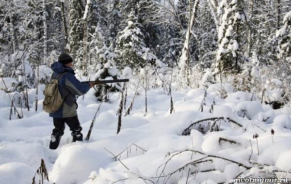 Охота-на-куропатку-и-её-особенности-12