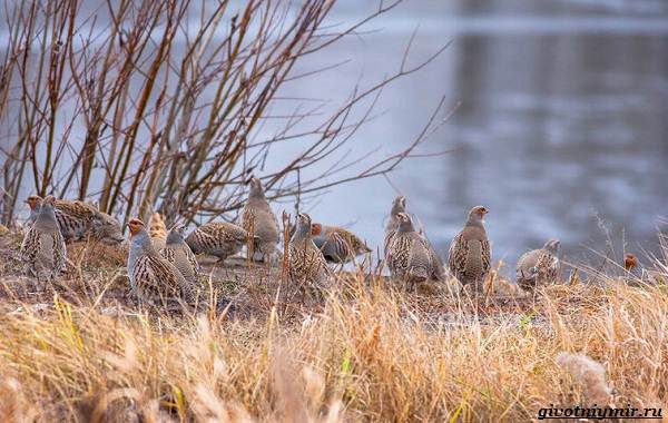 Охота-на-куропатку-и-её-особенности-10