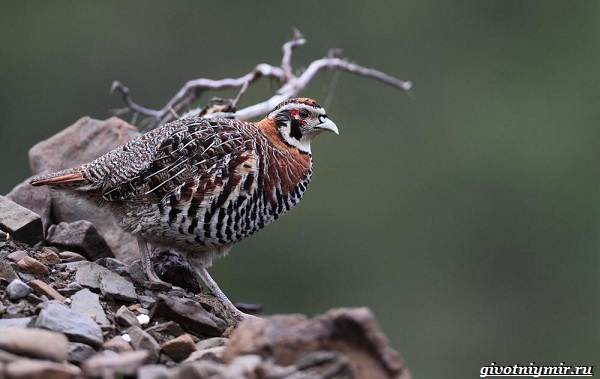 Охота-на-куропатку-и-её-особенности-8
