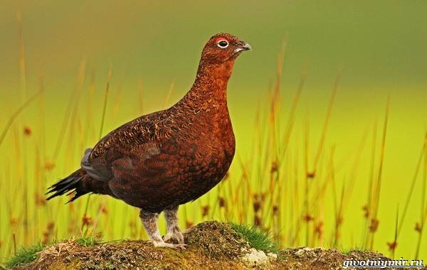 Охота-на-куропатку-и-её-особенности-6