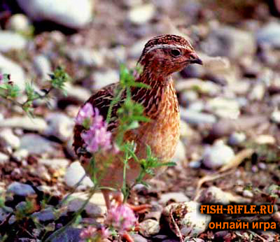 Охота на перепела