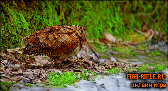 Охота на вальдшнепа