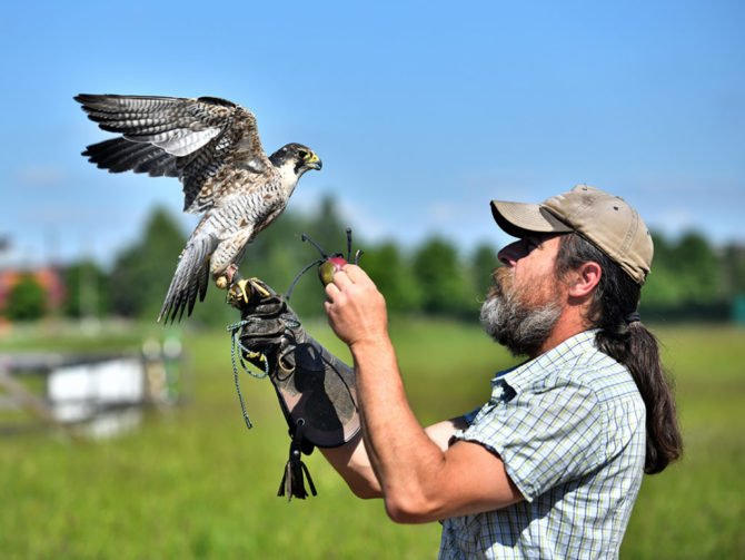 Тренировка ловчего сокола
