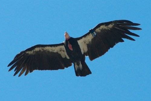 Топ-25: Крупнейшие хищные птицы, которые на самом деле потрясающи, хотя и внушают страх