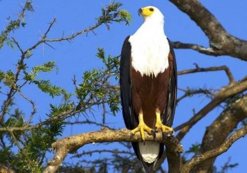 Топ-25: Крупнейшие хищные птицы, которые на самом деле потрясающи, хотя и внушают страх