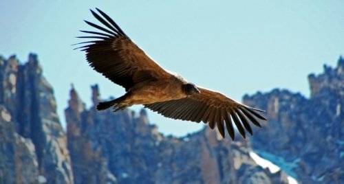 Топ-25: Крупнейшие хищные птицы, которые на самом деле потрясающи, хотя и внушают страх