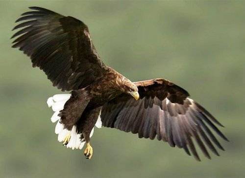 Топ-25: Крупнейшие хищные птицы, которые на самом деле потрясающи, хотя и внушают страх