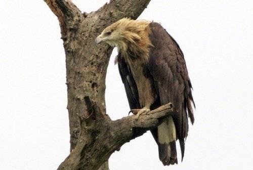 Топ-25: Крупнейшие хищные птицы, которые на самом деле потрясающи, хотя и внушают страх