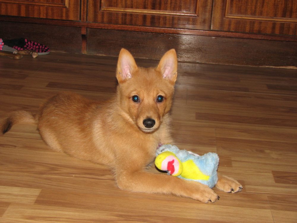 Адаптация щенка на новом месте