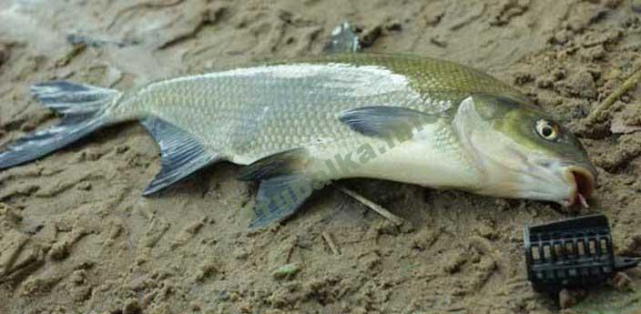 фидерная оснастка на леща