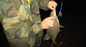 фидерные снасти на леща