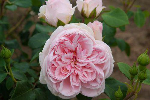 непроизносимые согласные в корне слова 2 класс