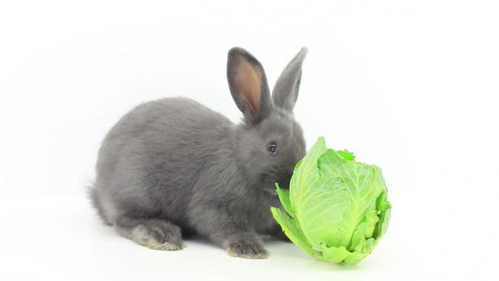 непроизносимый согласный в корне слова