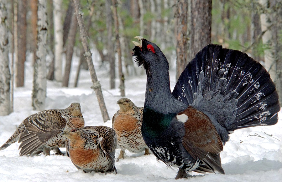 Глухари зимой