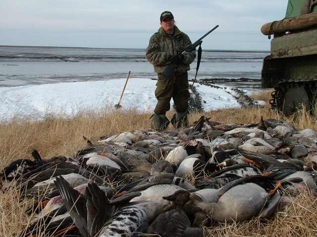 Охота на гуся на севере, охота на гуся на кольском полуострове