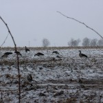 Чучела на озимке