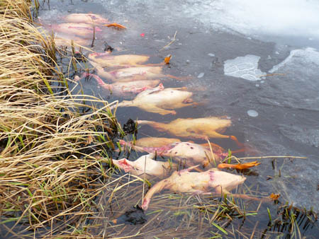 Хранение трофеев в ледяной воде