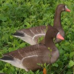 Плоские чучела