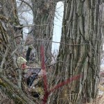 Скрадок в старом дереве