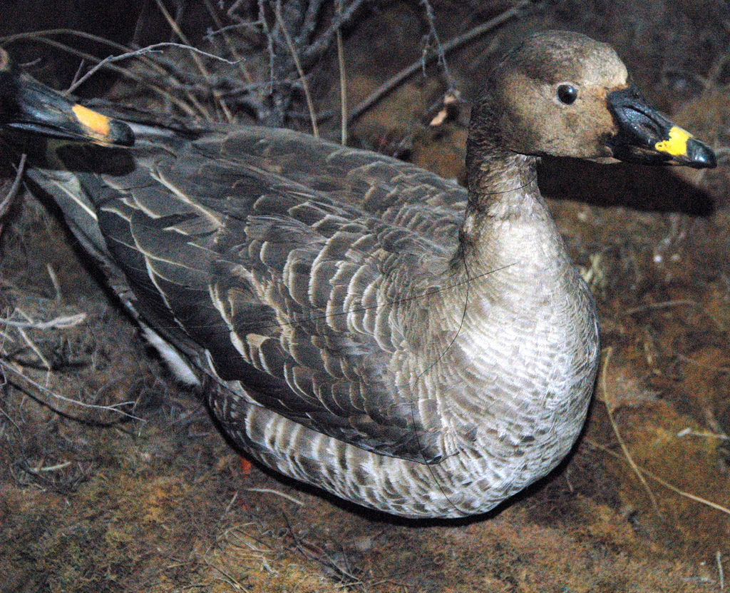 охота на гуся весной видео