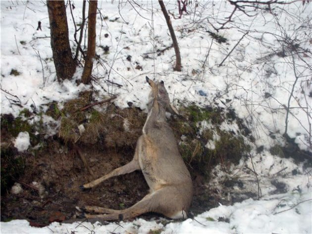 Косуля в петле