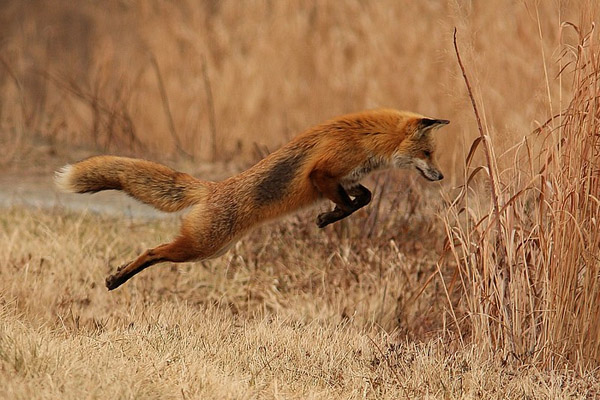 Охота на лису, охота на лисицу, ружье на лису, патроны на лису, охота на лису с гончими, охота на лису с норными, охота на лису с подхода, тактика охоты на лису, ружье и патроны для охоты на лису 