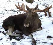 Охота на лося с подхода