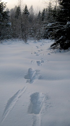 Гонный след лося