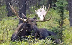 Лось в траве