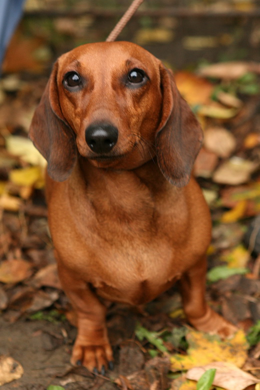 Такса, охота с таксой, охота на барсука с таксой, охота с таксой на лису, охота на норного зверя с таксой, охота с таксой на барсука, охота с таксой на лисицу, порода такса, жесткошерстная такса, гладкошерстные таксы, длинношерстная такса, кроличья такса, стандартная такса, карликовая такса, такса охотничья собака, такса норная собака, какими бывают таксы 