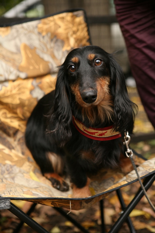 Такса, охота с таксой, охота на барсука с таксой, охота с таксой на лису, охота на норного зверя с таксой, охота с таксой на барсука, охота с таксой на лисицу, порода такса, жесткошерстная такса, гладкошерстные таксы, длинношерстная такса, кроличья такса, стандартная такса, карликовая такса, такса охотничья собака, такса норная собака, какими бывают таксы 