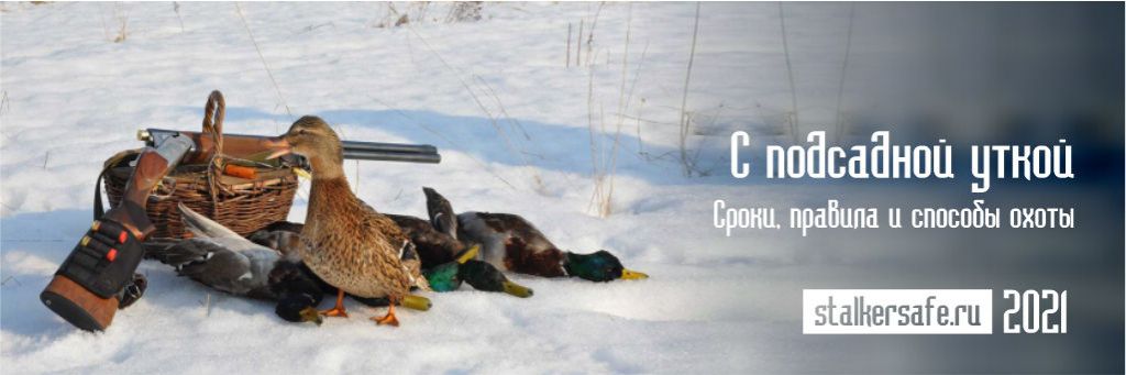 Охота с подсадной уткой