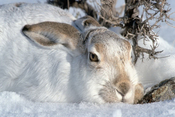 Охота на зайца, охота на зайца с подхода, охота на зайца в узерку, охота на зайца троплением, способы охоты на зайца, как охотиться на зайца