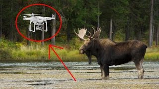 Охота с квадрокоптера. Охота с воздуха на Лося.(В этом видео показано как можно увидеть и определить местоположение дичи, например такой как: лиса, заяц. 2016-12-15T12:35:13.000Z)