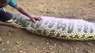 Змея-убийца(Змея убивает свинью заживо. 2013-11-08T18:53:07.000Z)