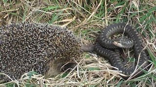 Ёжик и змея(Через два года после съемки видео 