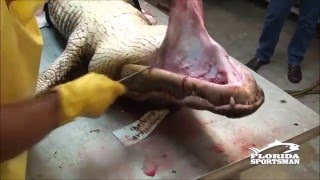 18+ Разделка аллигатора (крокодила) филе, мясо, кости. Такого вы ещё не видели!(В США это обычное дело, там крокодилов во многих ресторанах подают) На счет того, что многим жалко животное. 2015-06-27T12:03:58.000Z)