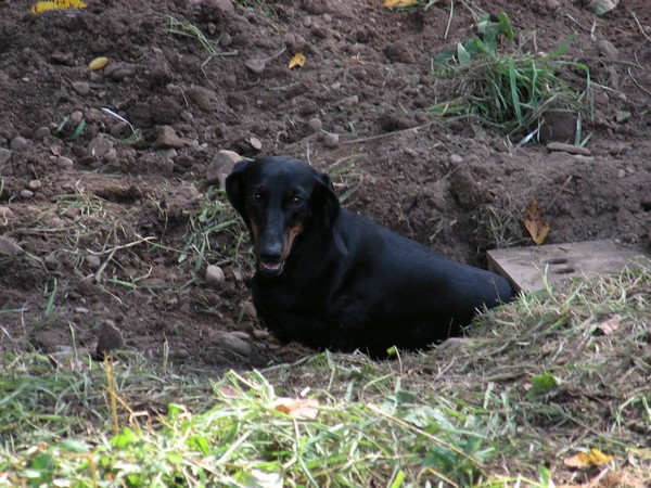 Фотогаллерея охота с таксой фото - 5