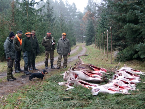 Фотогаллерея охота с таксой фото - 9