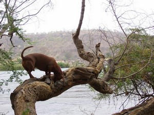 Друг, помощник или игрушка