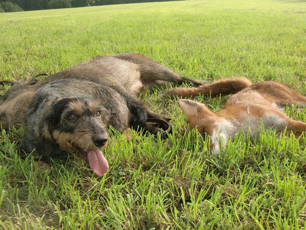 Фотогаллерея охота с таксой фото - 6